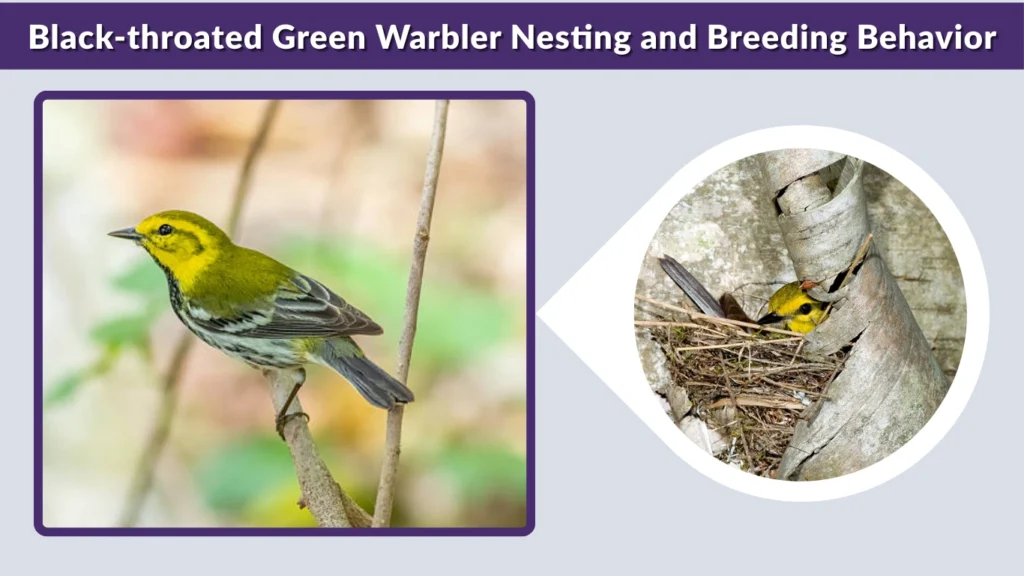 Black-throated Green Warbler Nesting and Breeding Behavior