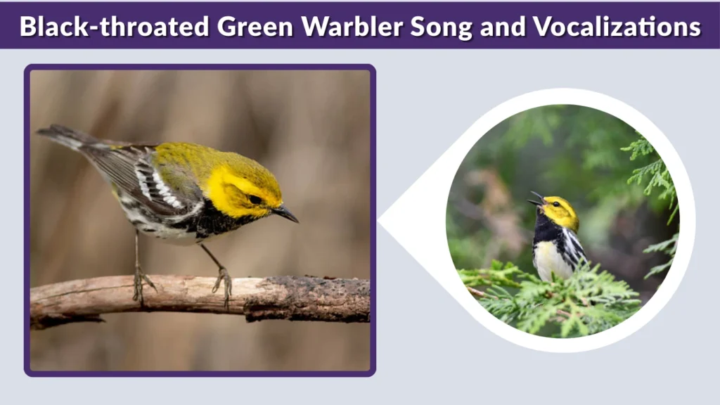 Black-throated Green Warbler Song and Vocalizations