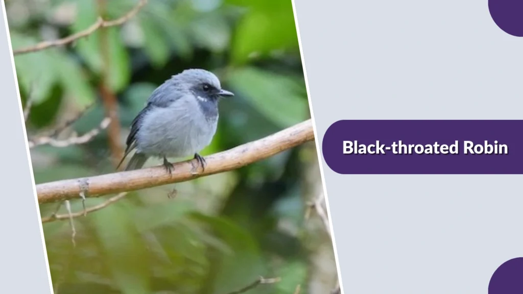 Black-throated Robin
