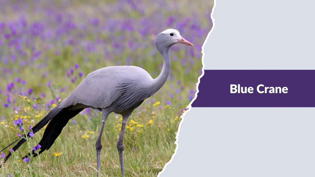 Blue Crane
