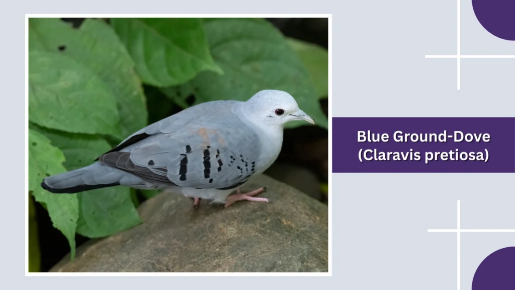 Blue Ground-Dove (Claravis pretiosa)