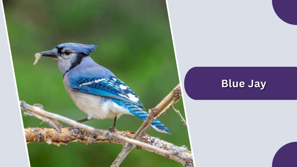 Blue Jay