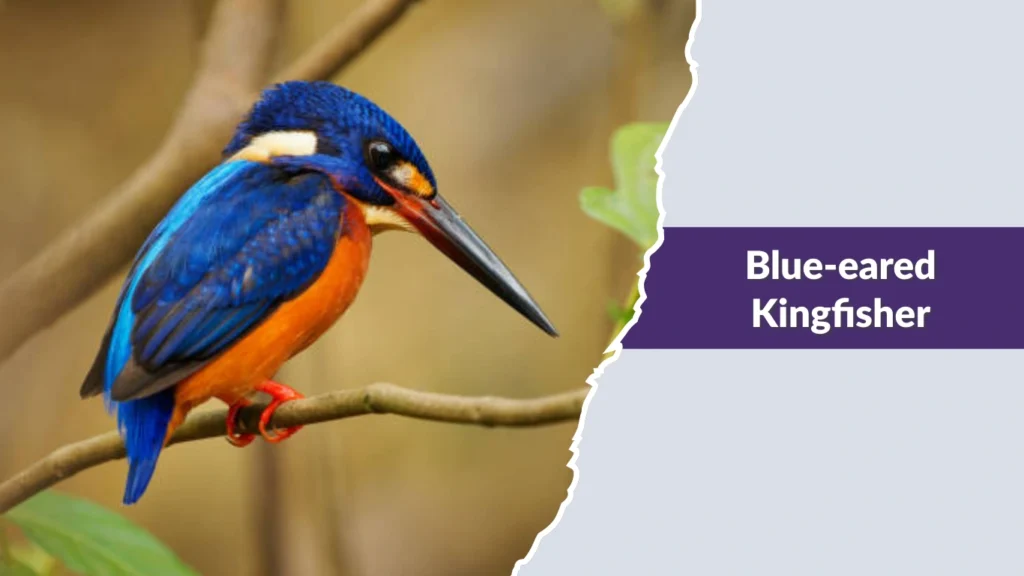 Blue-eared Kingfisher