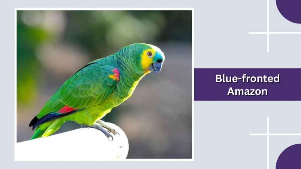 Blue-fronted Amazon
