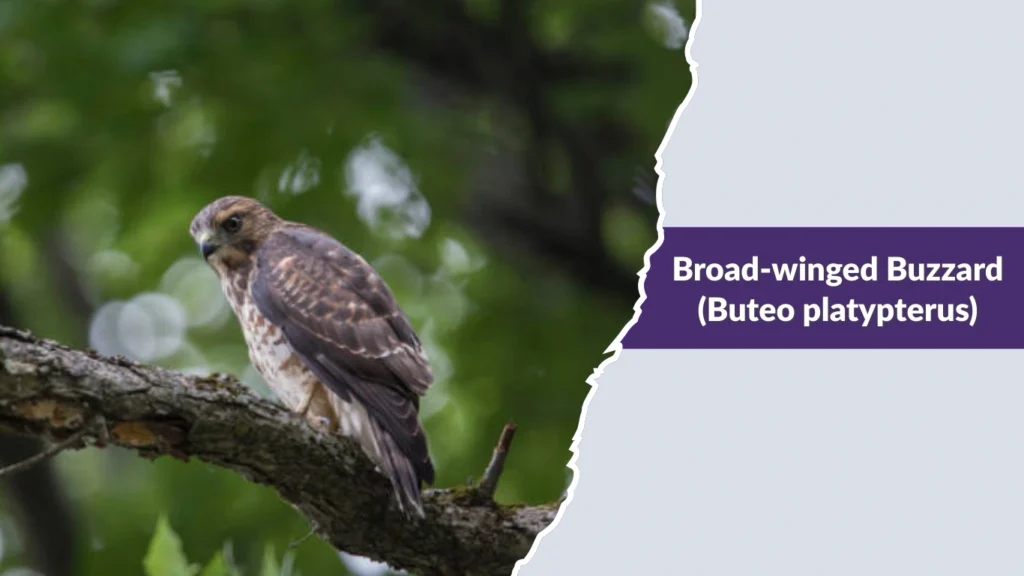 Broad-winged Buzzard (Buteo platypterus)