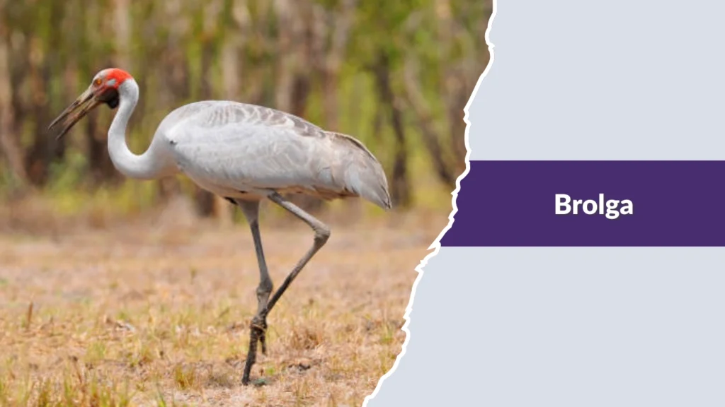 Brolga