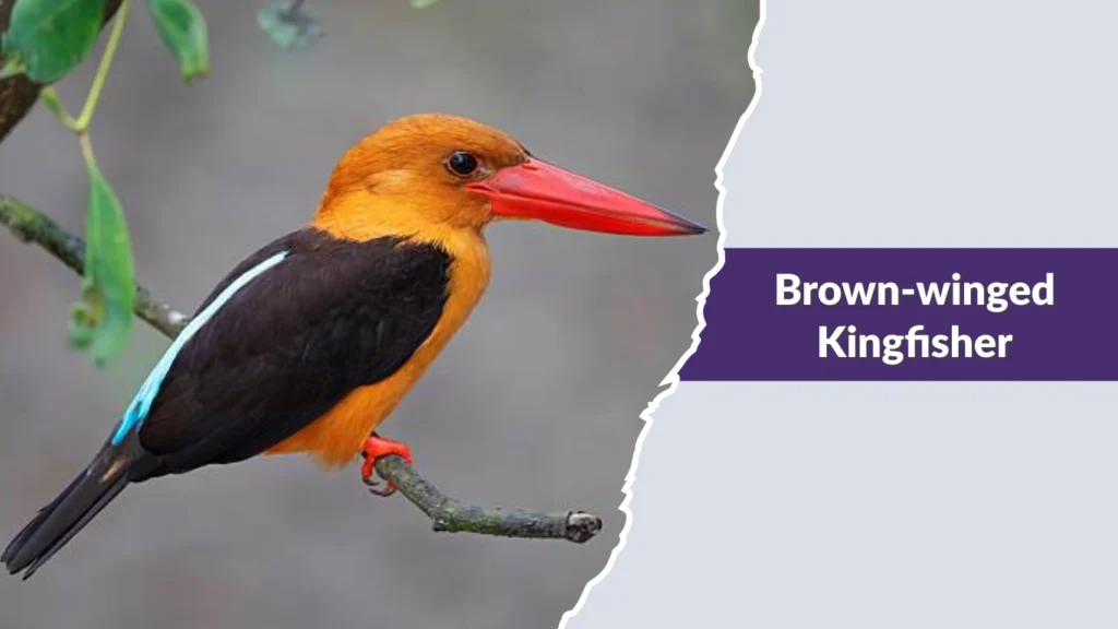 Brown-winged Kingfisher