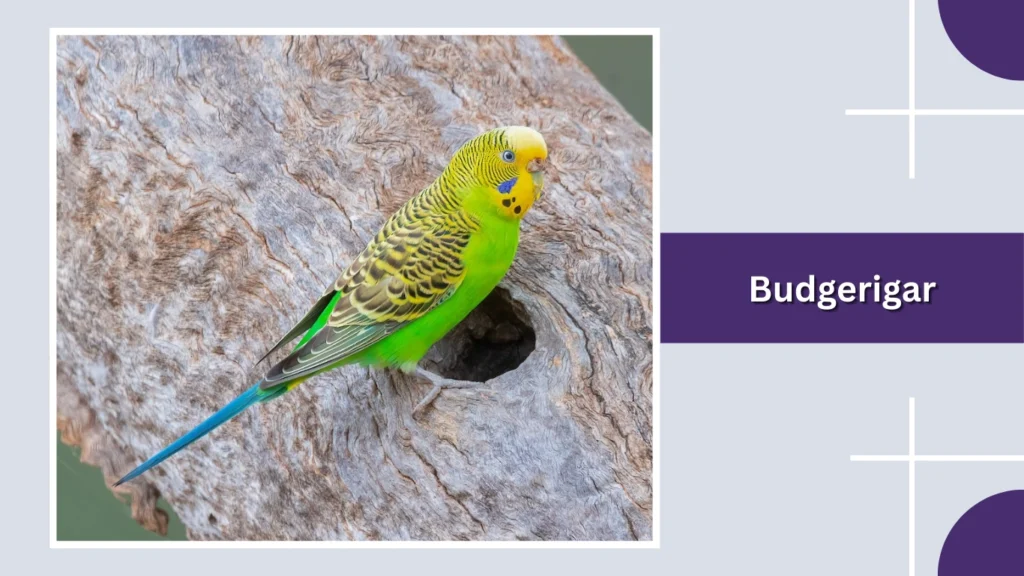 Budgerigar