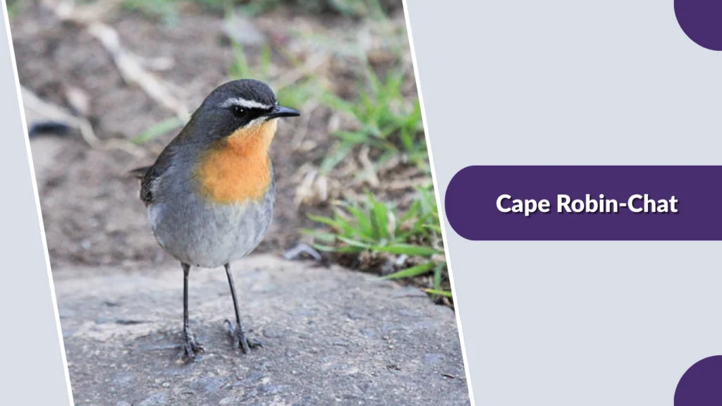 Cape Robin-Chat