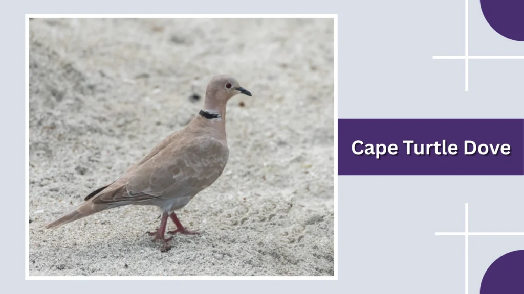 Cape Turtle Dove