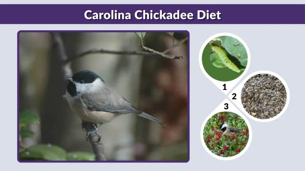 Carolina Chickadee Diet