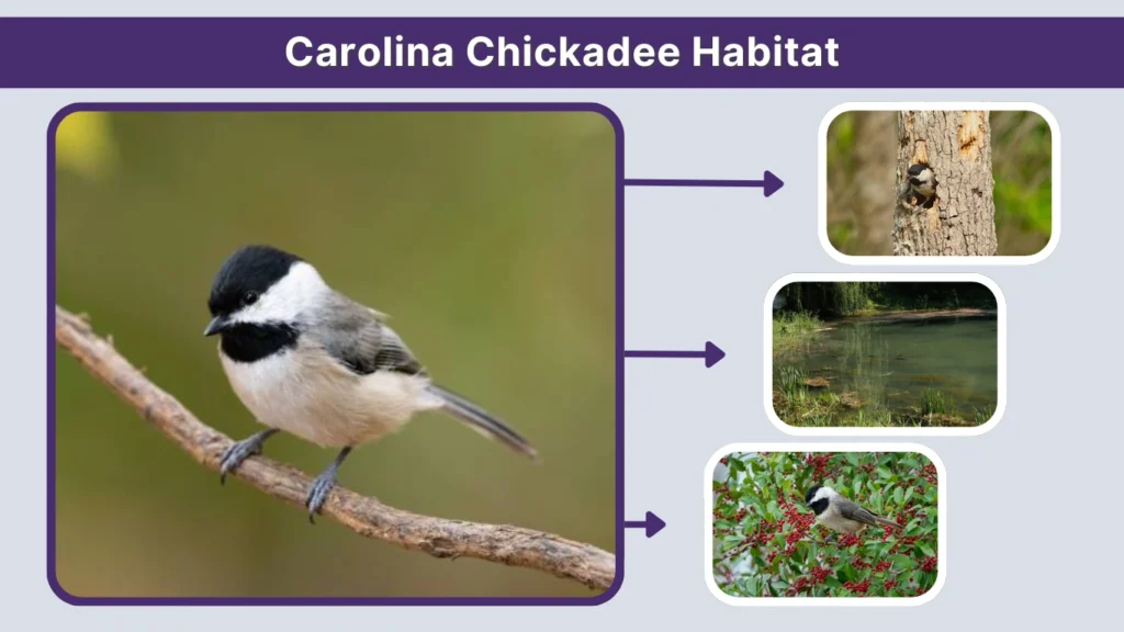 Carolina Chickadee Habitat