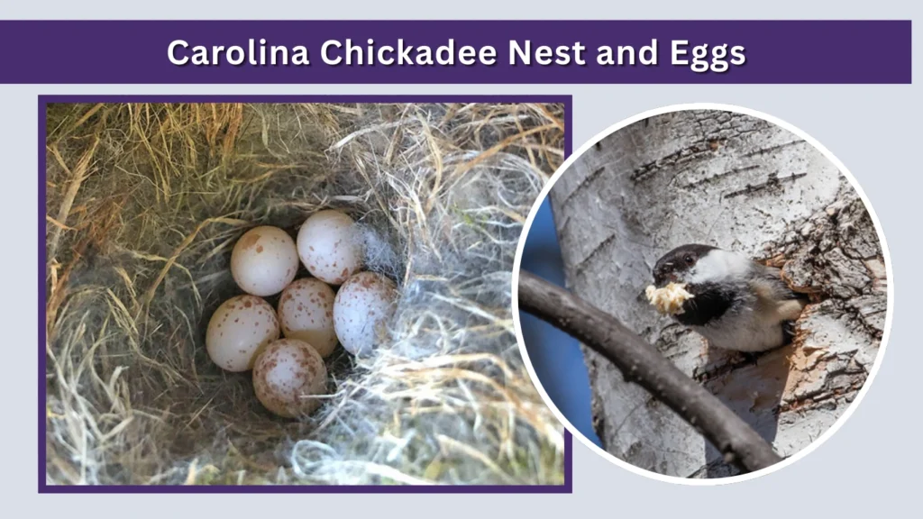 Carolina Chickadee Nest and Eggs