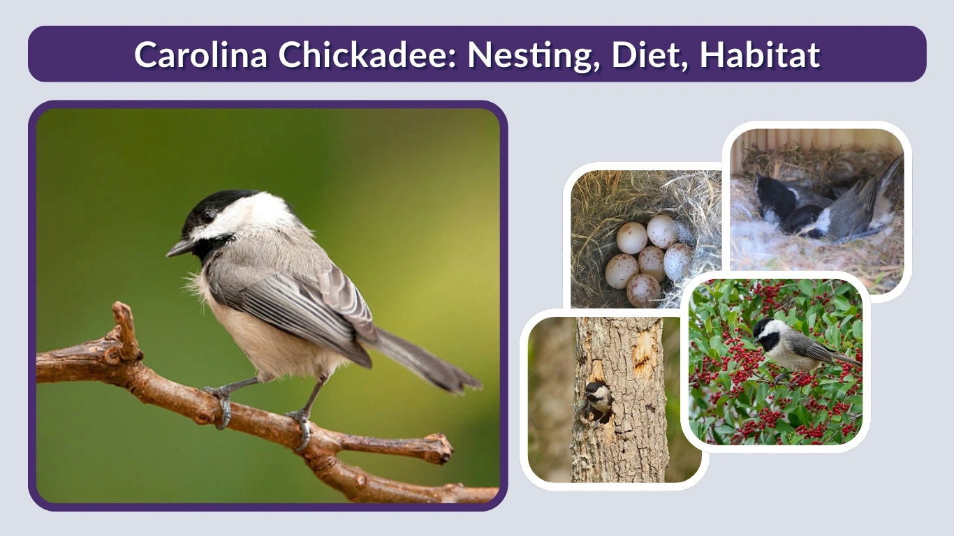 Carolina Chickadee: Nesting, Diet, Habitat & Lifespan Guide