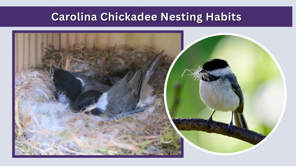 Carolina Chickadee Nesting Habits