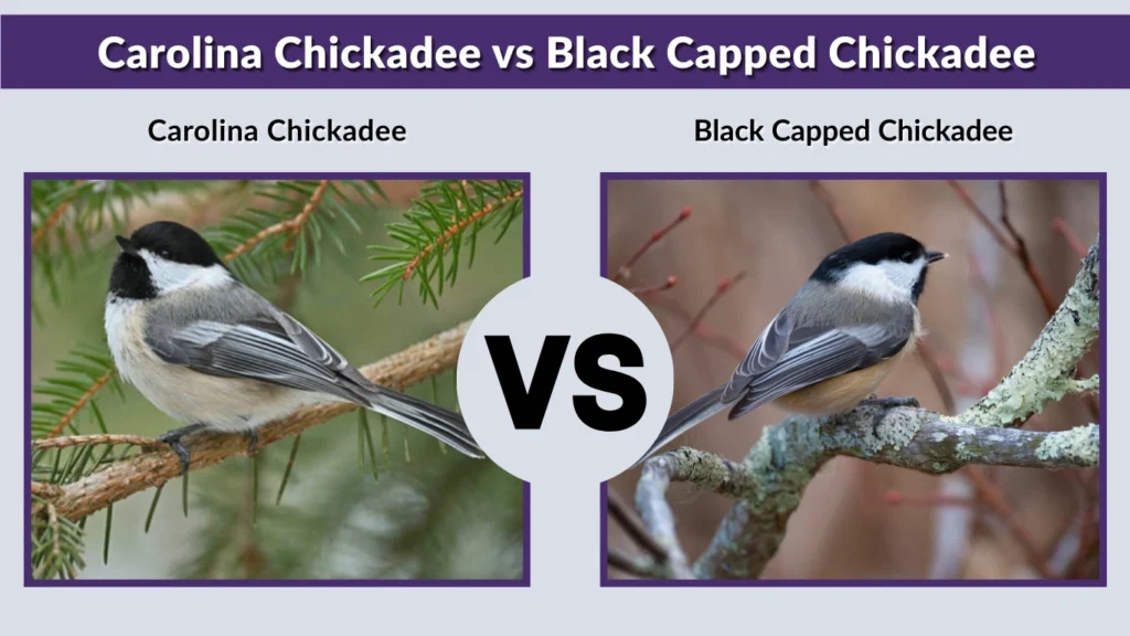 Carolina Chickadee vs Black Capped Chickadee