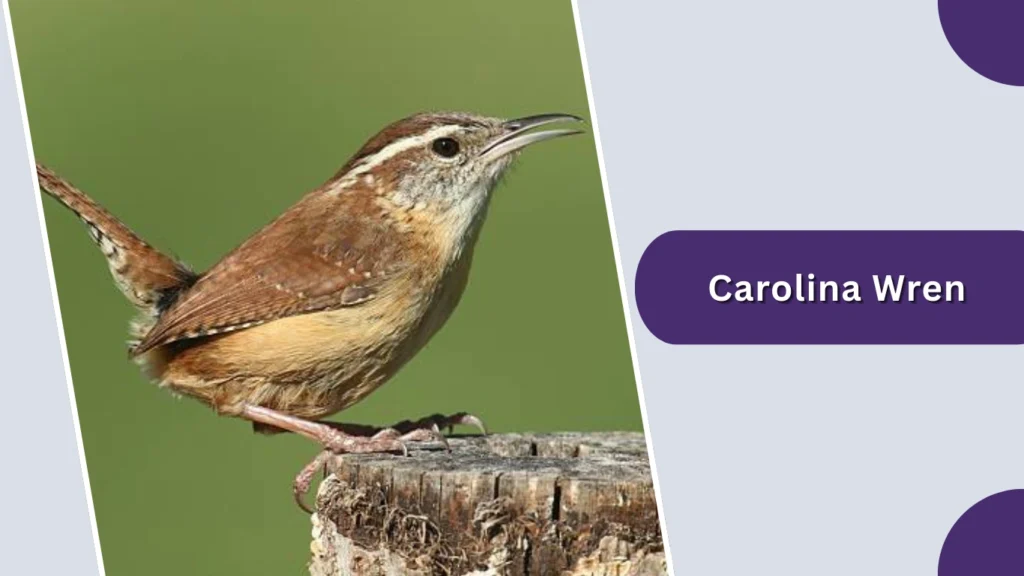 Carolina Wren