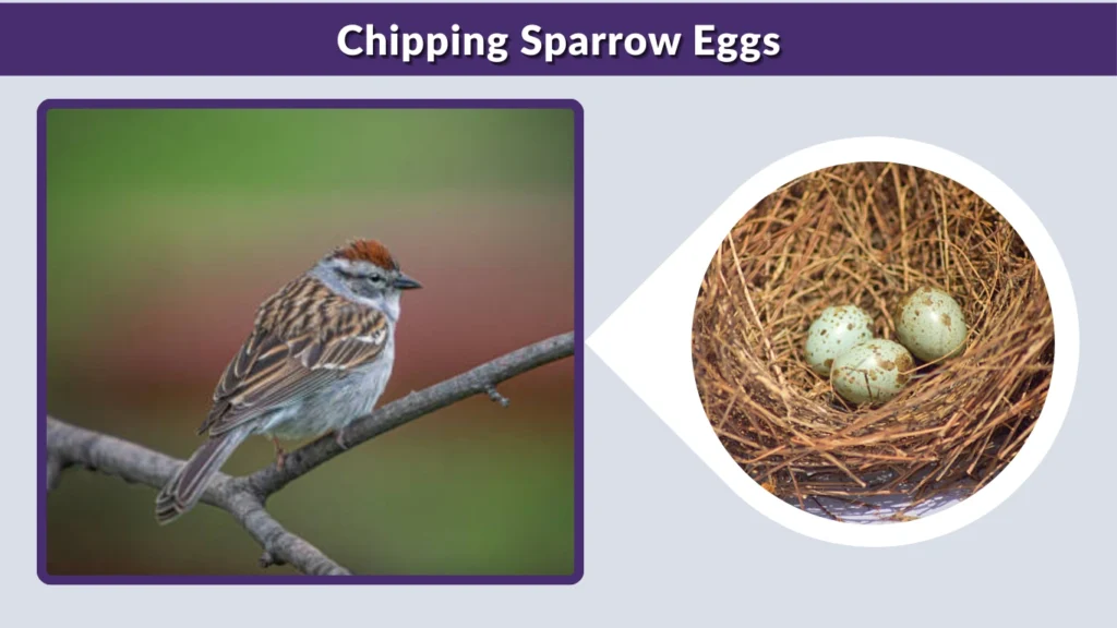Chipping Sparrow Eggs