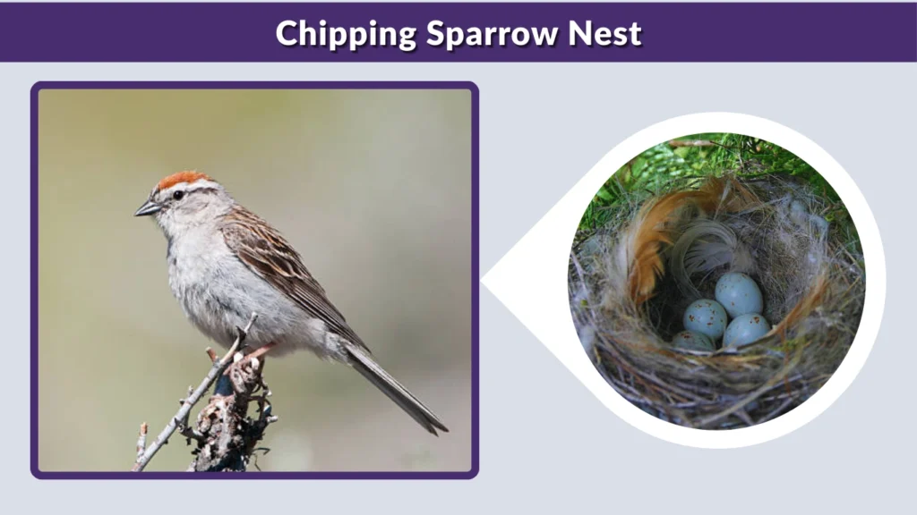 Chipping Sparrow Nest