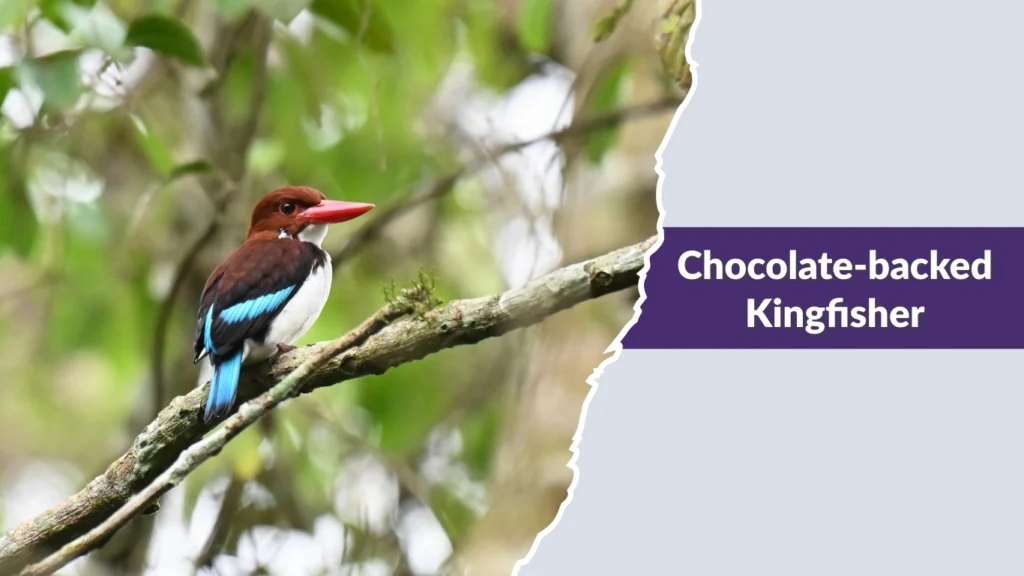 Chocolate-backed Kingfisher