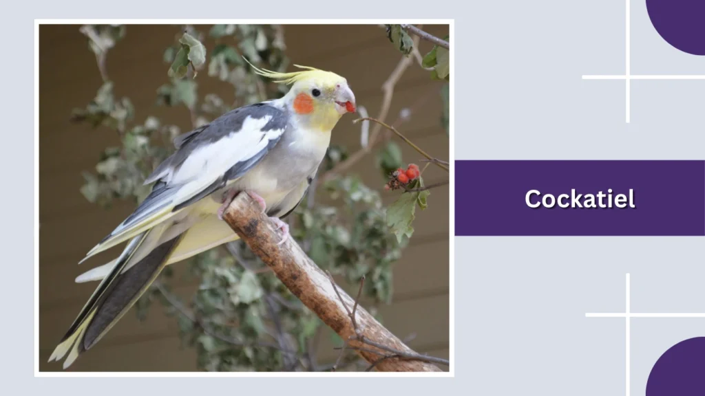 Cockatiel