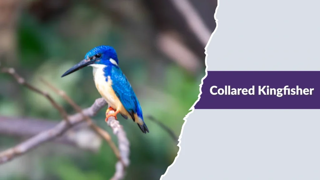 Collared Kingfisher