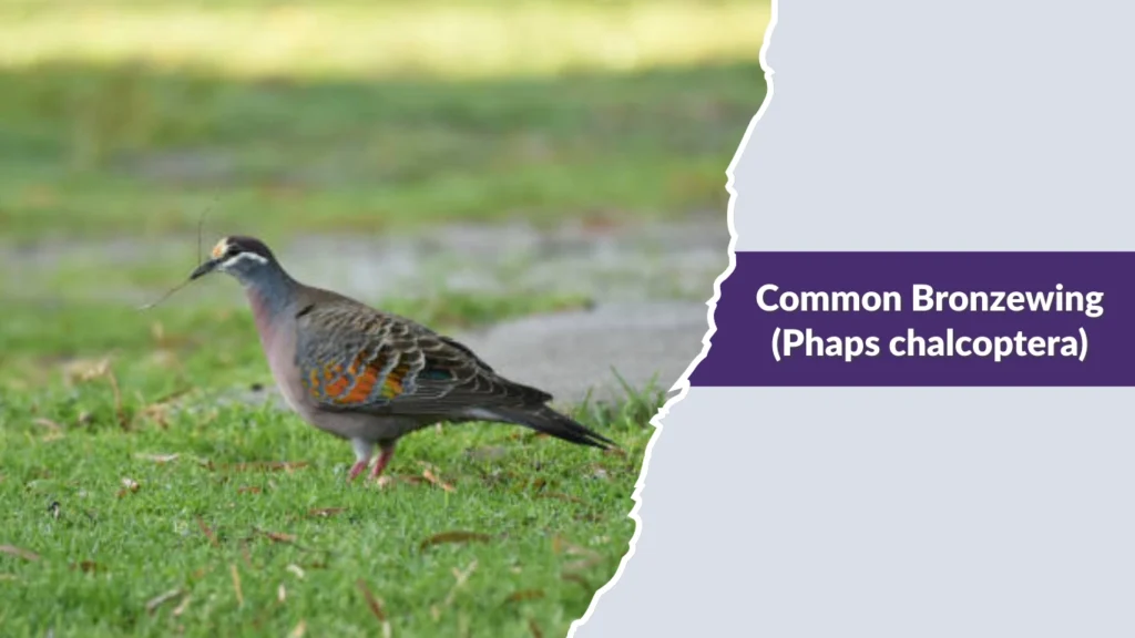 Common Bronzewing (Phaps chalcoptera)