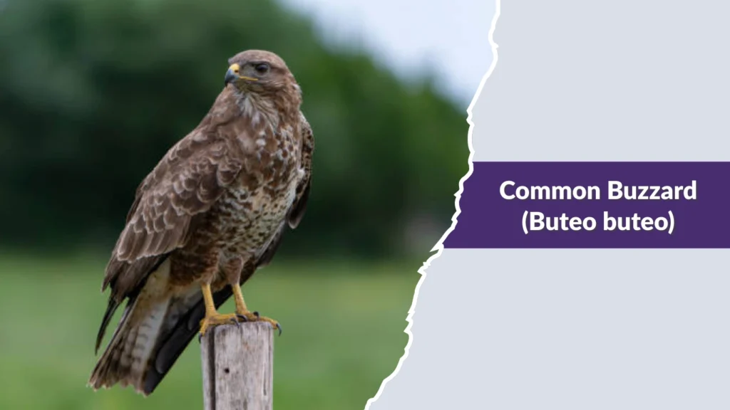 Common Buzzard (Buteo buteo)