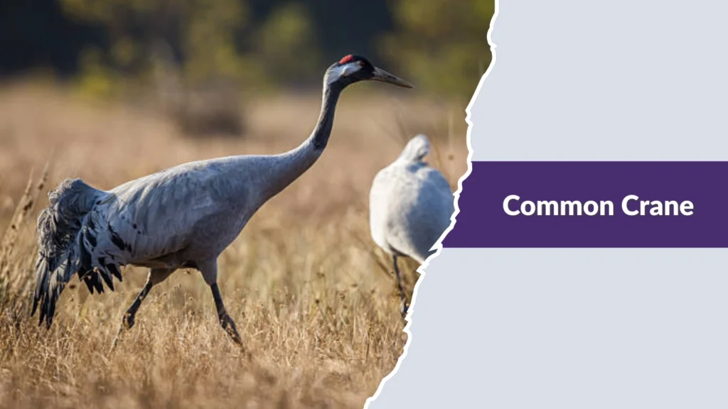 Common Crane