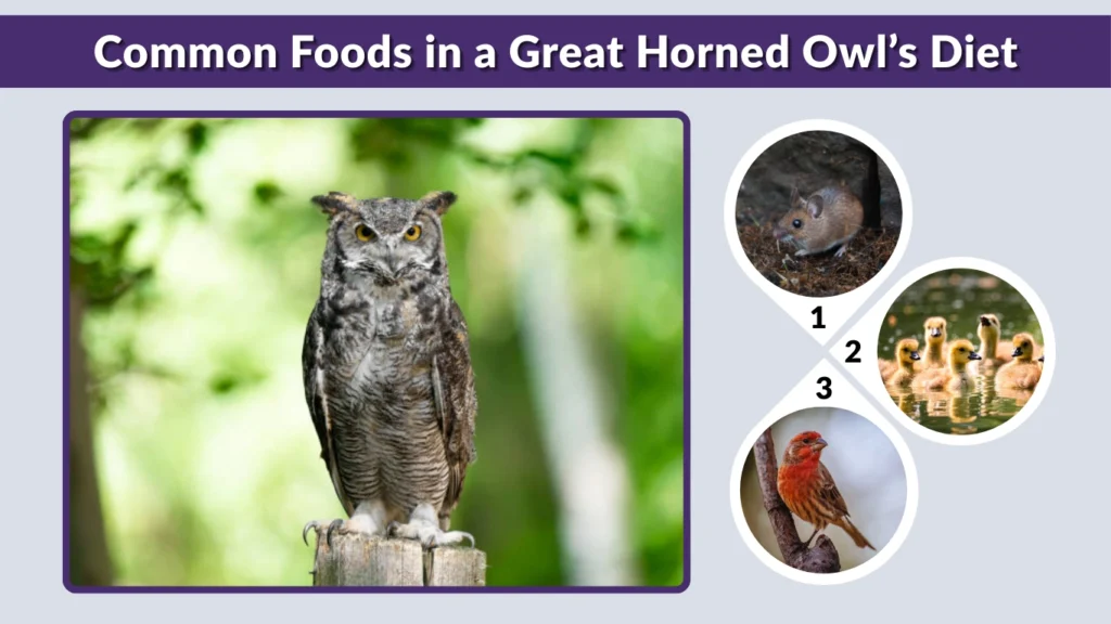 Common Foods in a Great Horned Owl’s Diet