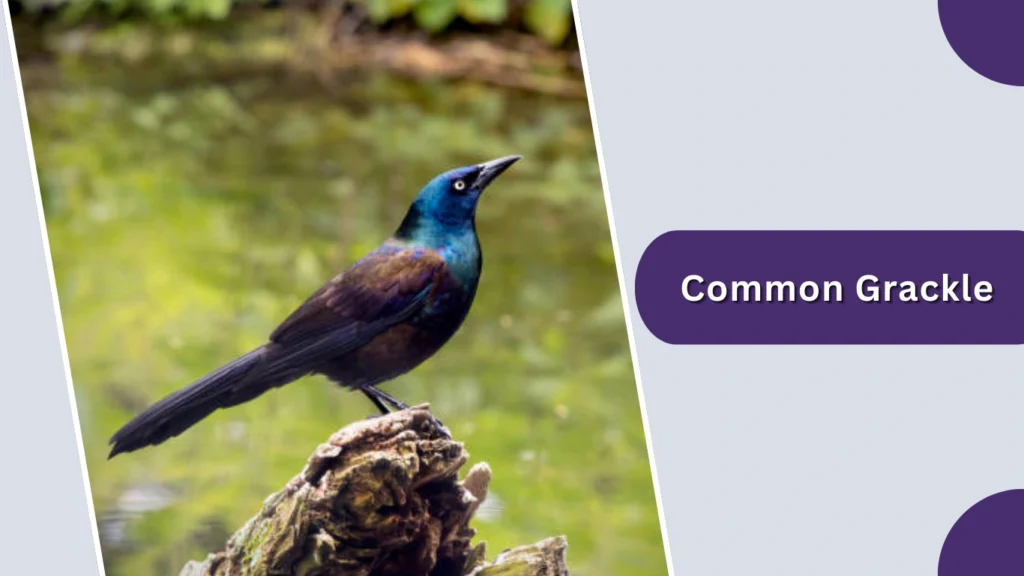 Common Grackle