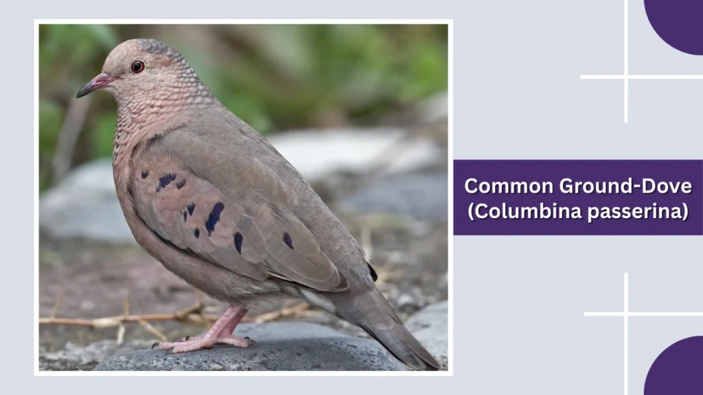 Common Ground-Dove (Columbina passerina)