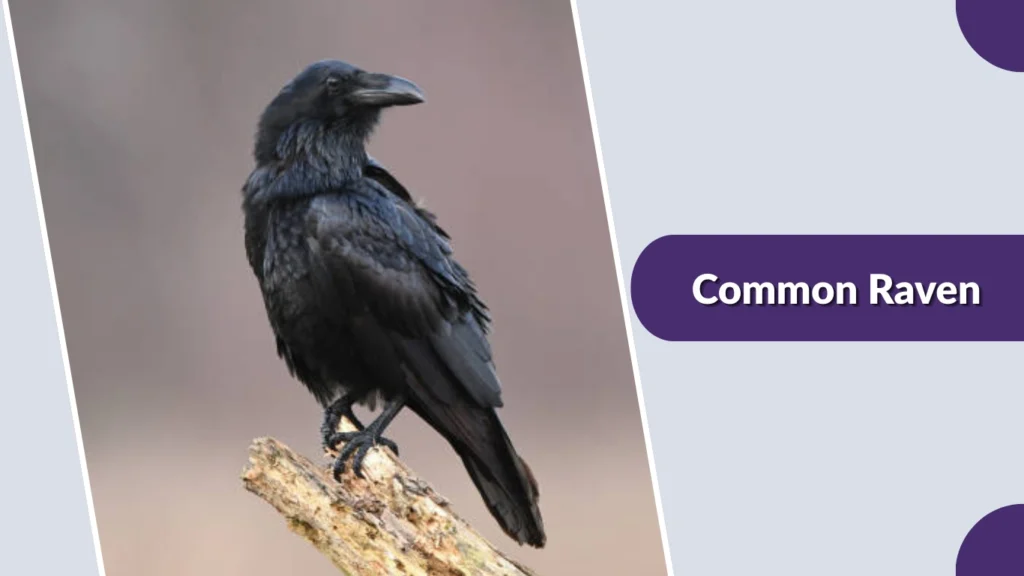 Common Raven