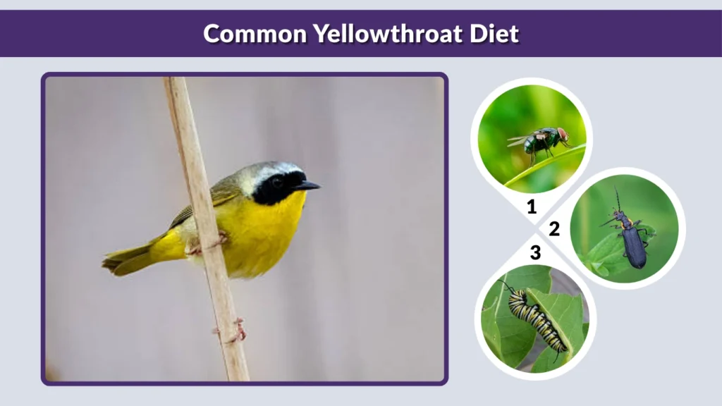Common Yellowthroat Diet