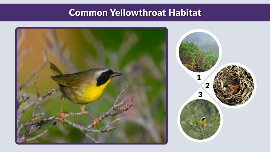 Common Yellowthroat Habitat