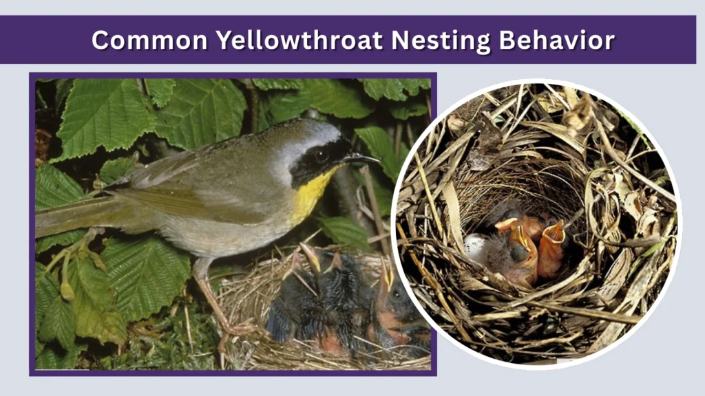 Common Yellowthroat Nesting Behavior