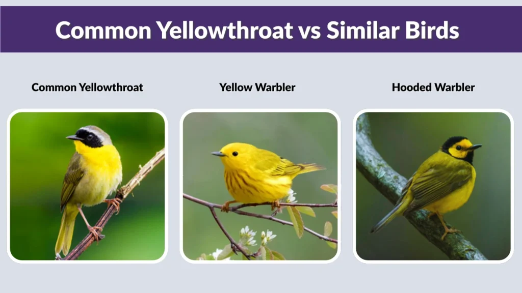 Common Yellowthroat vs Similar Birds