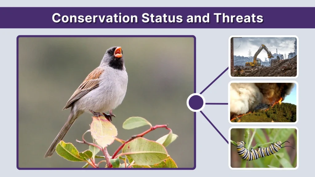 Conservation Status and Threats