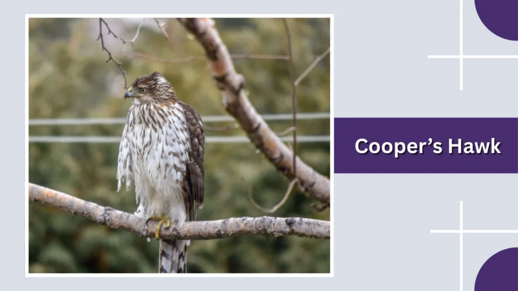 Cooper’s Hawk