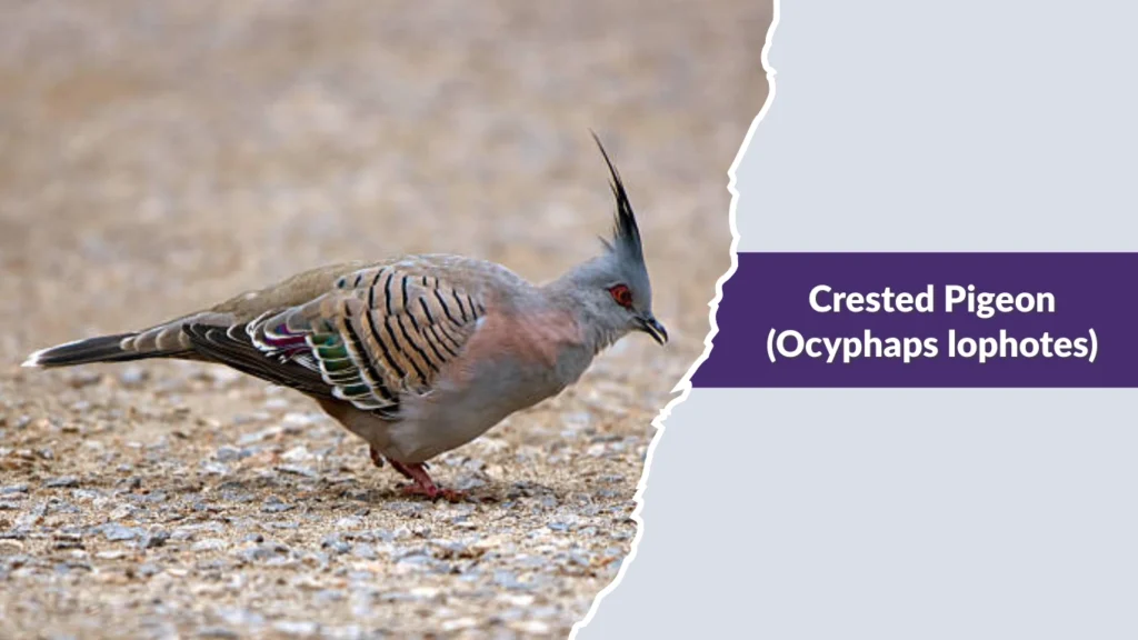 Crested Pigeon (Ocyphaps lophotes)