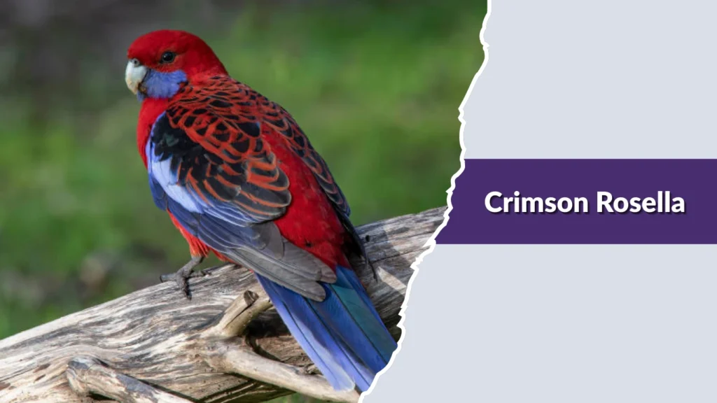 Crimson Rosella