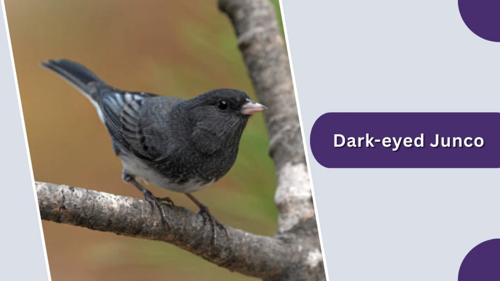 Dark-eyed Junco