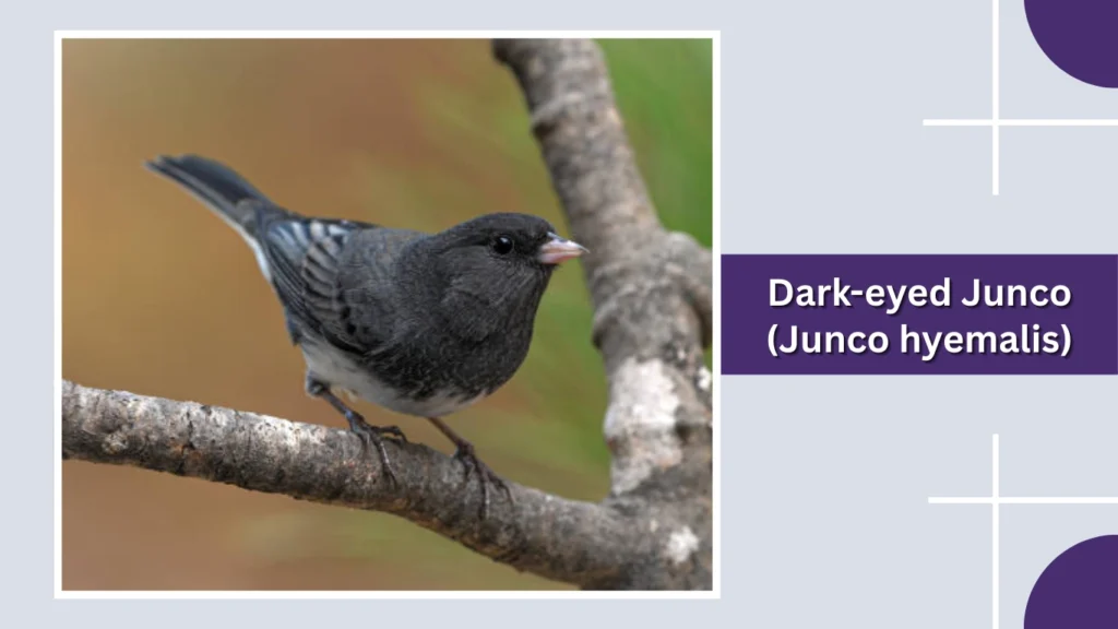 Dark-eyed Junco (Junco hyemalis)