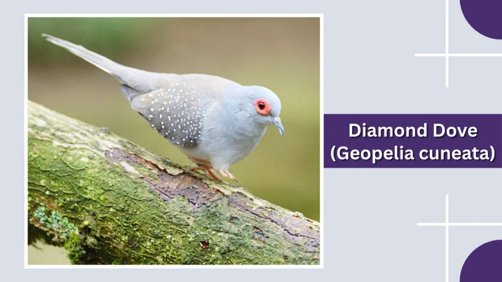 Diamond Dove (Geopelia cuneata)