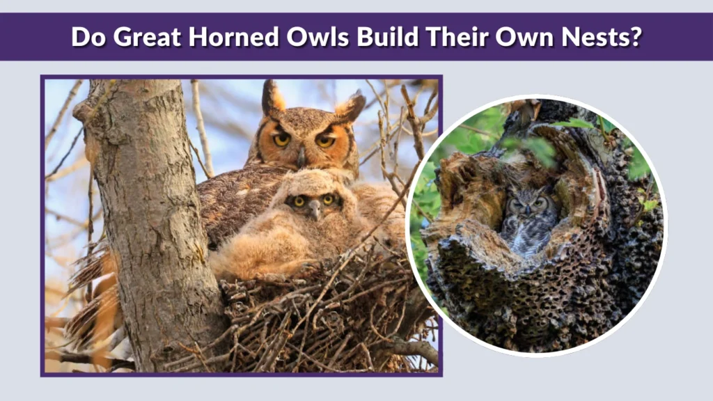 Do Great Horned Owls Build Their Own Nests