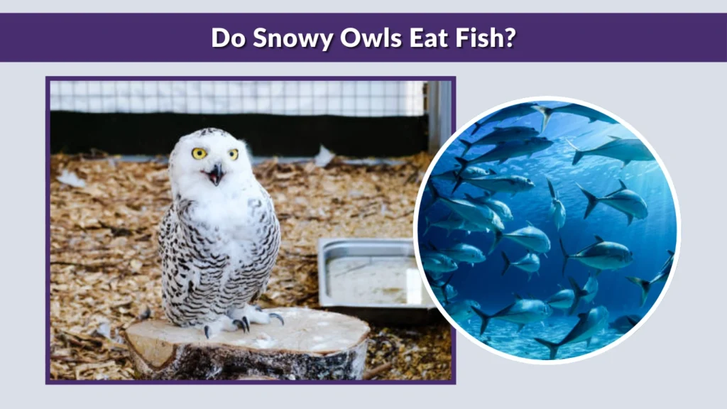 Do Snowy Owls Eat Fish