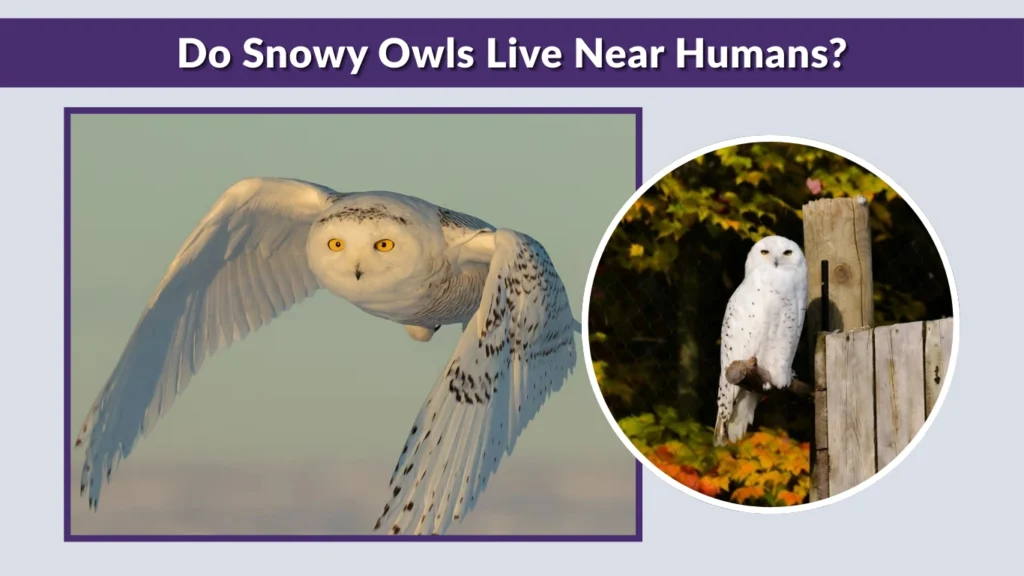 Do Snowy Owls Live Near Humans