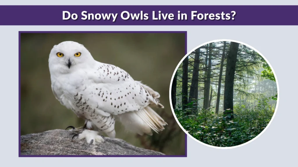 Do Snowy Owls Live in Forests