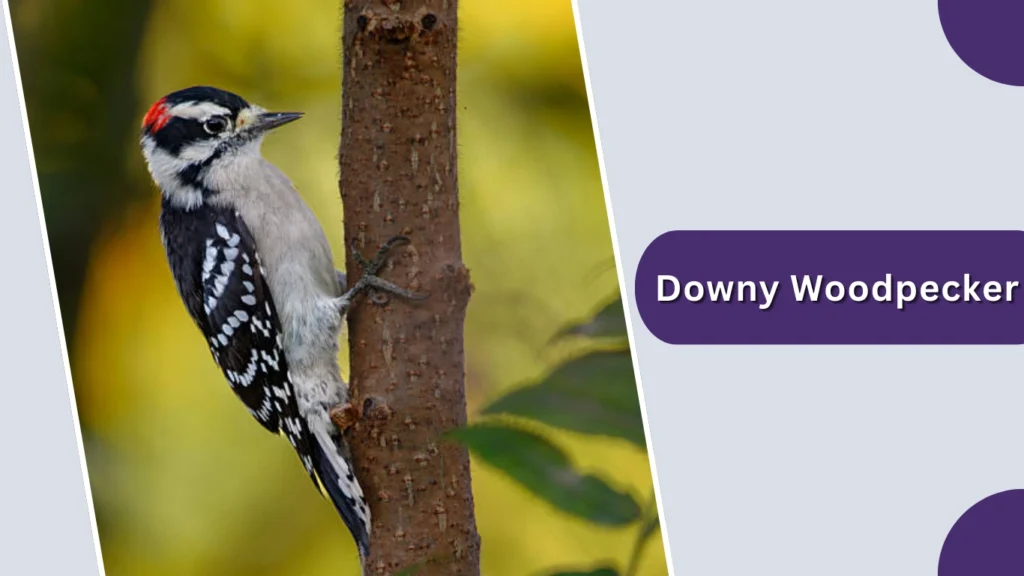 Downy Woodpecker