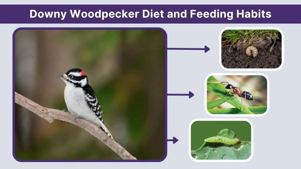 Downy Woodpecker Diet and Feeding Habits